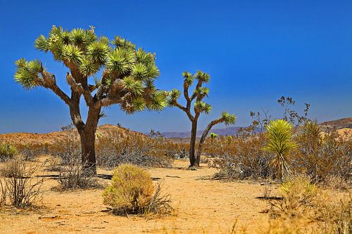 Joshua Tree