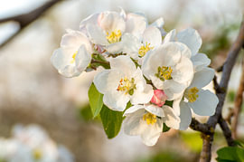 Weiße Apfelblütenzweige im warmen Frühlingssonnenschein von Milcho Milev