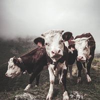 Three cows