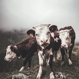 Three cows by E Jansen