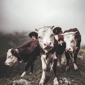 Drie koeien van E Jansen