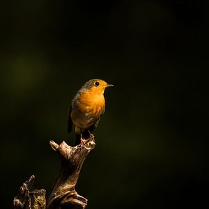 Das Rotkehlchen im Wald