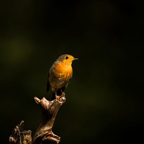 Das Rotkehlchen im Wald