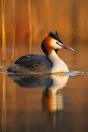 Haubentaucher (Podiceps cristatus) im Morgenlicht von Christian Müringer