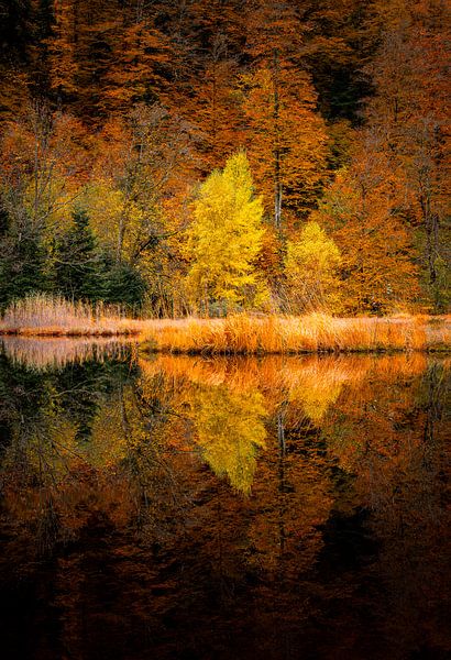 Automne en Forêt-Noire par Hans-Bernd Lichtblau