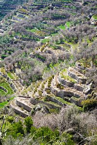 Terrasses vertes, Monts Hajar, Oman