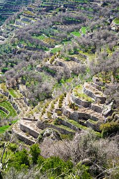 Green terraces, Hajar Mountains, Oman by The Book of Wandering