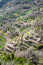 Green terraces, Hajar Mountains, Oman by The Book of Wandering thumbnail