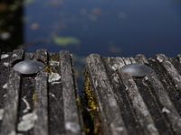 close wood