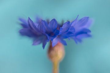 cornflower