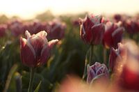 Tulips in the morning sun