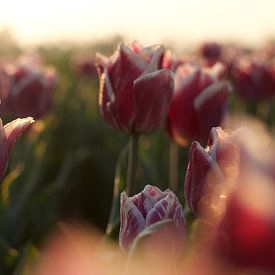 Des tulipes dans le soleil du matin sur Photos by Aad