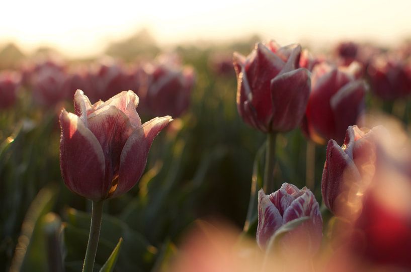 Des tulipes dans le soleil du matin par Photos by Aad