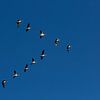 Ganzen in vogelvlucht tegen een blauwe lucht in de polder. van Eyesmile Photography
