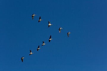 Ganzen in vogelvlucht tegen een blauwe lucht in de polder.