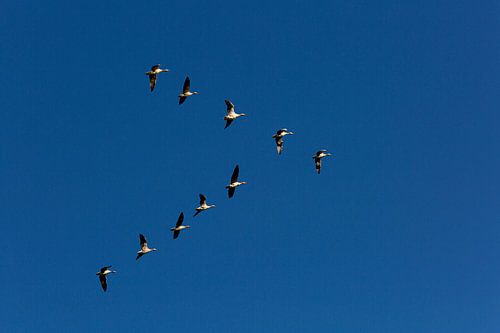 Ganzen in vogelvlucht tegen een blauwe lucht in de polder.