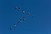 Gänse aus der Vogelperspektive gegen einen blauen Himmel im Polder. von Eyesmile Photography