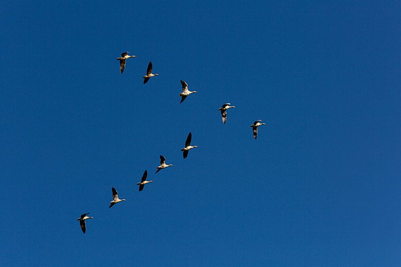 Geese in a bird's eye view against a blue sky in the polder. by Eyesmile Photography