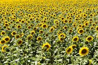 The sunflowers by Jan Van Bizar thumbnail