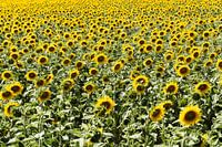 The sunflowers