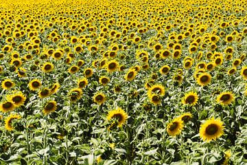 De zonnebloemen van Jan Van Bizar
