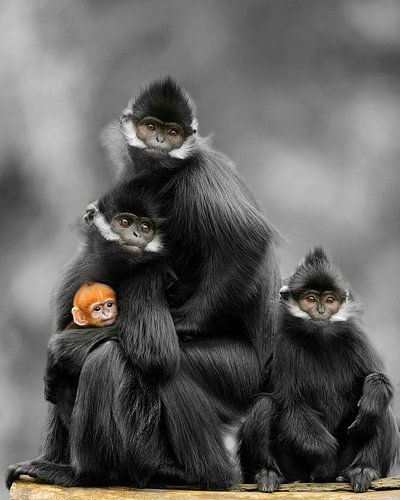 Portrait de famille de François Langur sur Patrick van Bakkum
