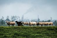 Schafe im Nationalpark Biesbosch von Eddy Westdijk Miniaturansicht