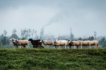 Moutons dans le parc national de Biesbosch