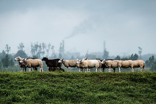 Schapen in Nationaal Park de Biesbosch