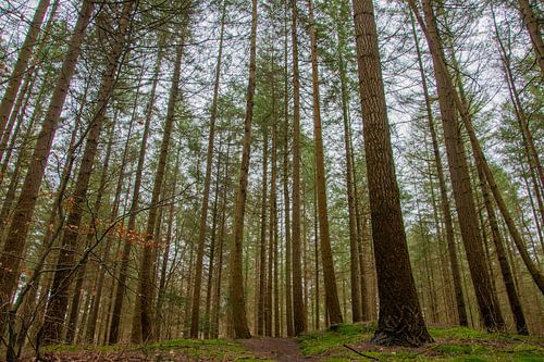 the gnome forest (nunspeet)