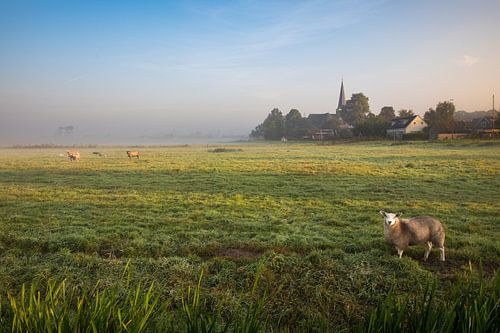 Hollands nevelig landschap met grazendeschapen en een typisch nederlandse wolkenlucht. Wout Kok One2
