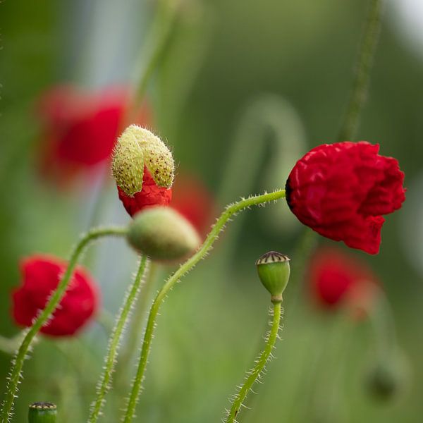 Flower by Ron Kleinjans