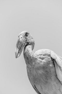 Asian Openbill Stork bird by Femke Ketelaar