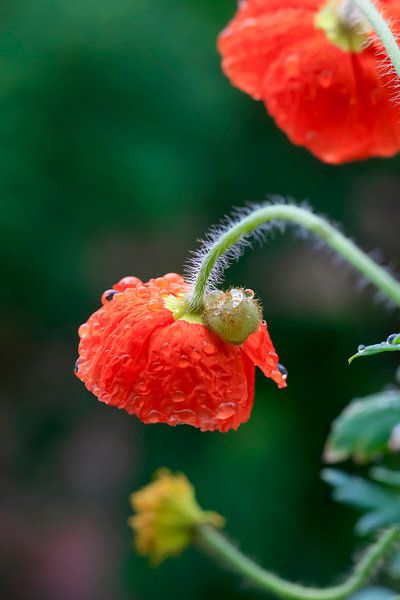 Poppy by Thomas Jäger