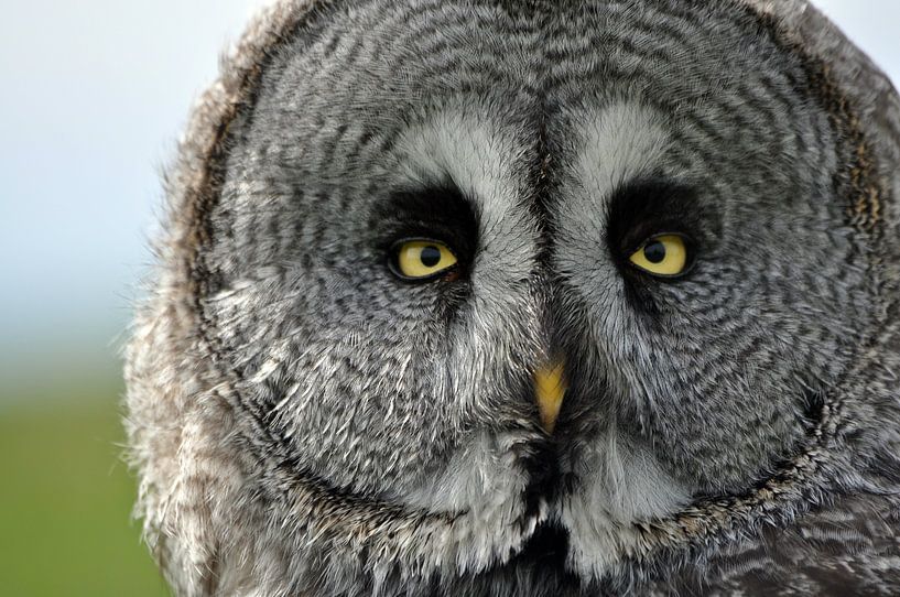 Laplanduil von Pyter de Roos