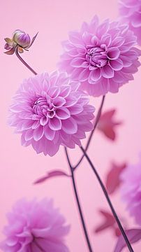 Roze Dahlia's van Vlindertuin-Art
