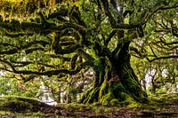 Oude boom op Madeira