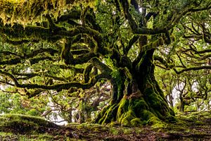 Old tree on Madeira by Michel van Kooten
