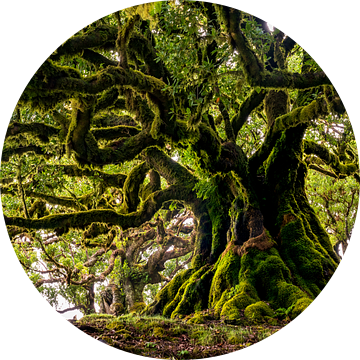 Oude boom op Madeira van Michel van Kooten
