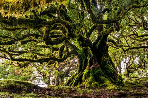 Oude boom op Madeira van Michel van Kooten