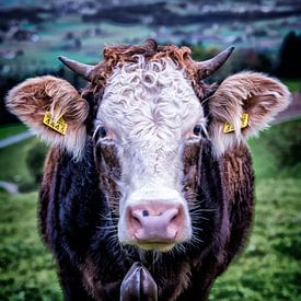 Une vache suisse dans le pré du Mont Pfannenstiel, près de Zurich. sur Don Fonzarelli