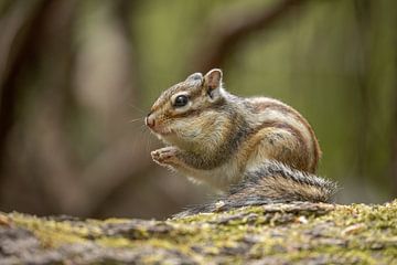 Sibirisches Erdhörnchen von Steffie van der Putten