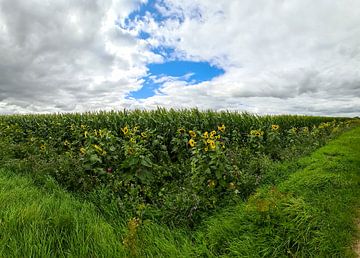 Zonnebloemen aan de rand van een maïsveld onder een dramatische hemel van MPfoto71