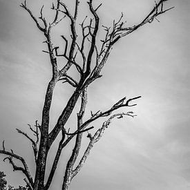 Timeless Silhouette: The Lone Tree Against the Sky by Madan Raj Rajagopal