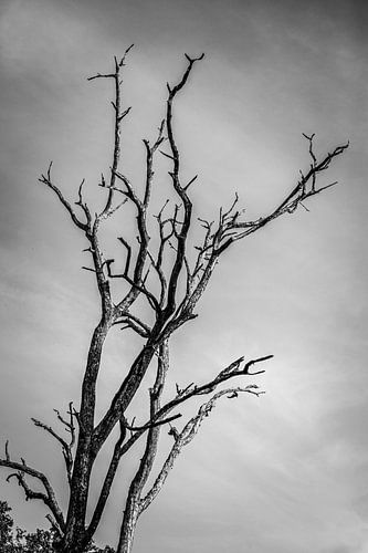 Zeitlose Silhouette: Der einsame Baum gegen den Himmel von Lens & Light Photography