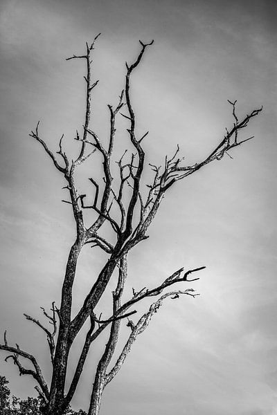 Timeless Silhouette: The Lone Tree Against the Sky by Madan Raj Rajagopal