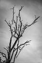Timeless Silhouette: The Lone Tree Against the Sky by Madan Raj Rajagopal thumbnail