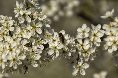 Weiße Blume mit Honigbiene