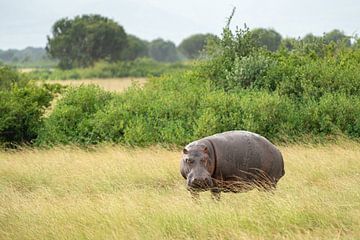 Nijlpaard (Hippopotamus amphibius) van Alexander Ludwig