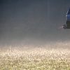 Ein Blaureiher fliegt mit offenem Mund über das neblige Feld. von AdWF